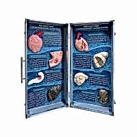 Учебно-демонстрационный кейс "Последствия употребления алкоголя и наркотиков" - «site66.local» - Алматы